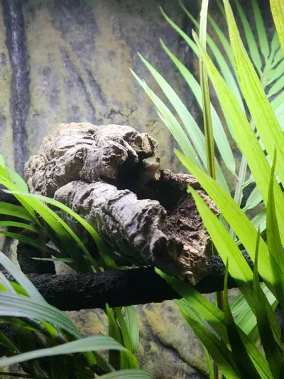 plant/RTB pair lined day geckos-0-thumbnail