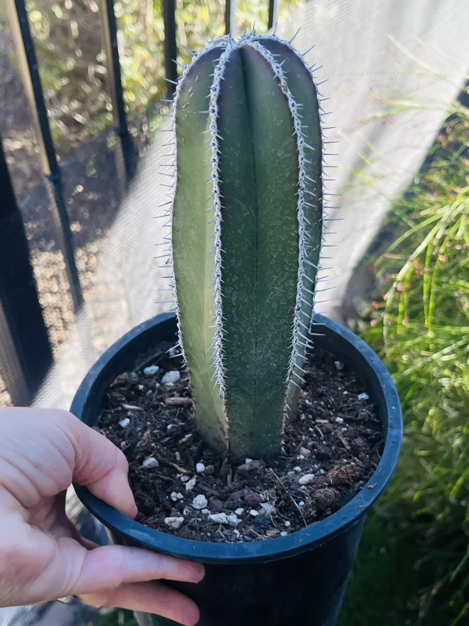 plant/Mexican Fence Post, Medium, gallon size-0