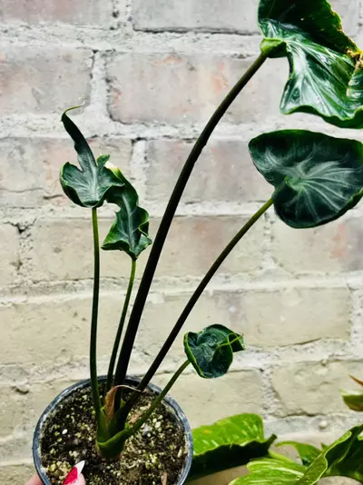 plant/Alocasia Teletubbies-6-thumbnail