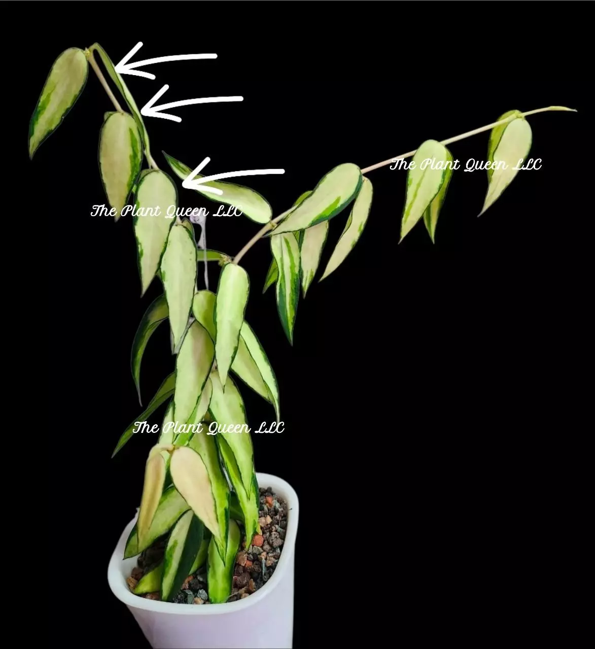 plant/Hoya burmanica (variegated)-0