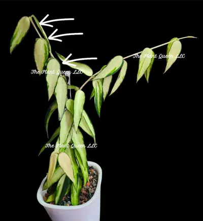 plant/Hoya burmanica (variegated)-0-thumbnail