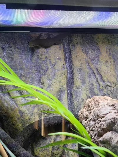 plant/RTB pair lined day geckos-1-thumbnail