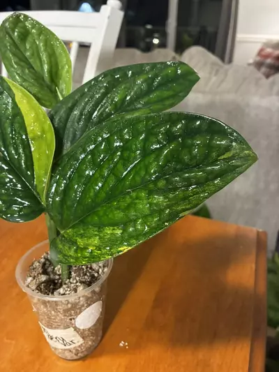 plant/Peru Variegated-2-thumbnail