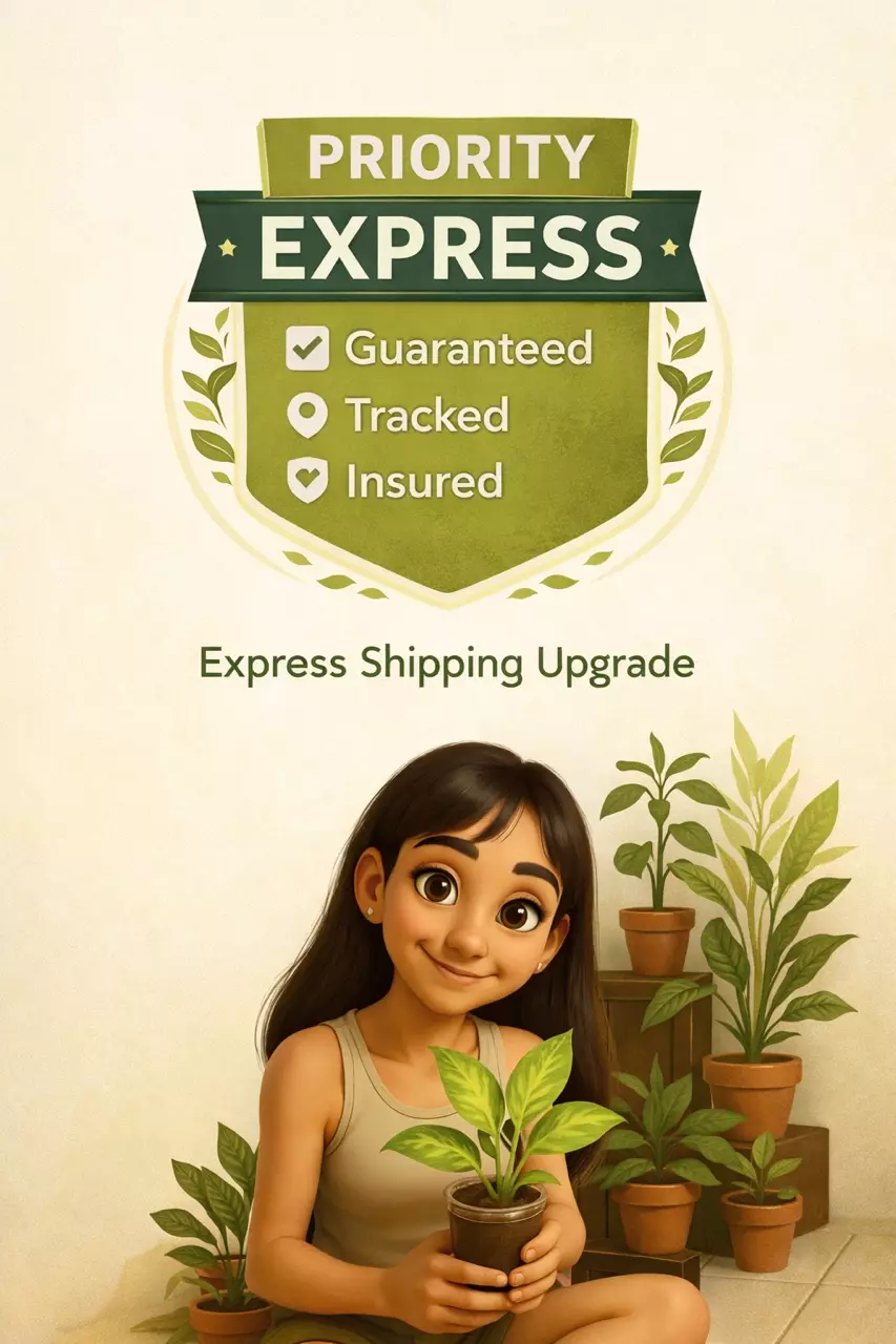 shipping_upgrade/USPS PRIORITY EXPRESS UPGRADE (Please read description)-0