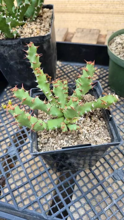 plant/Euphorbia squarrosa-0-thumbnail