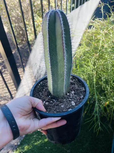 plant/Mexican Fence Post, Large, gallon size-0-thumbnail