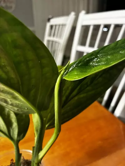 plant/Peru Variegated-3-thumbnail