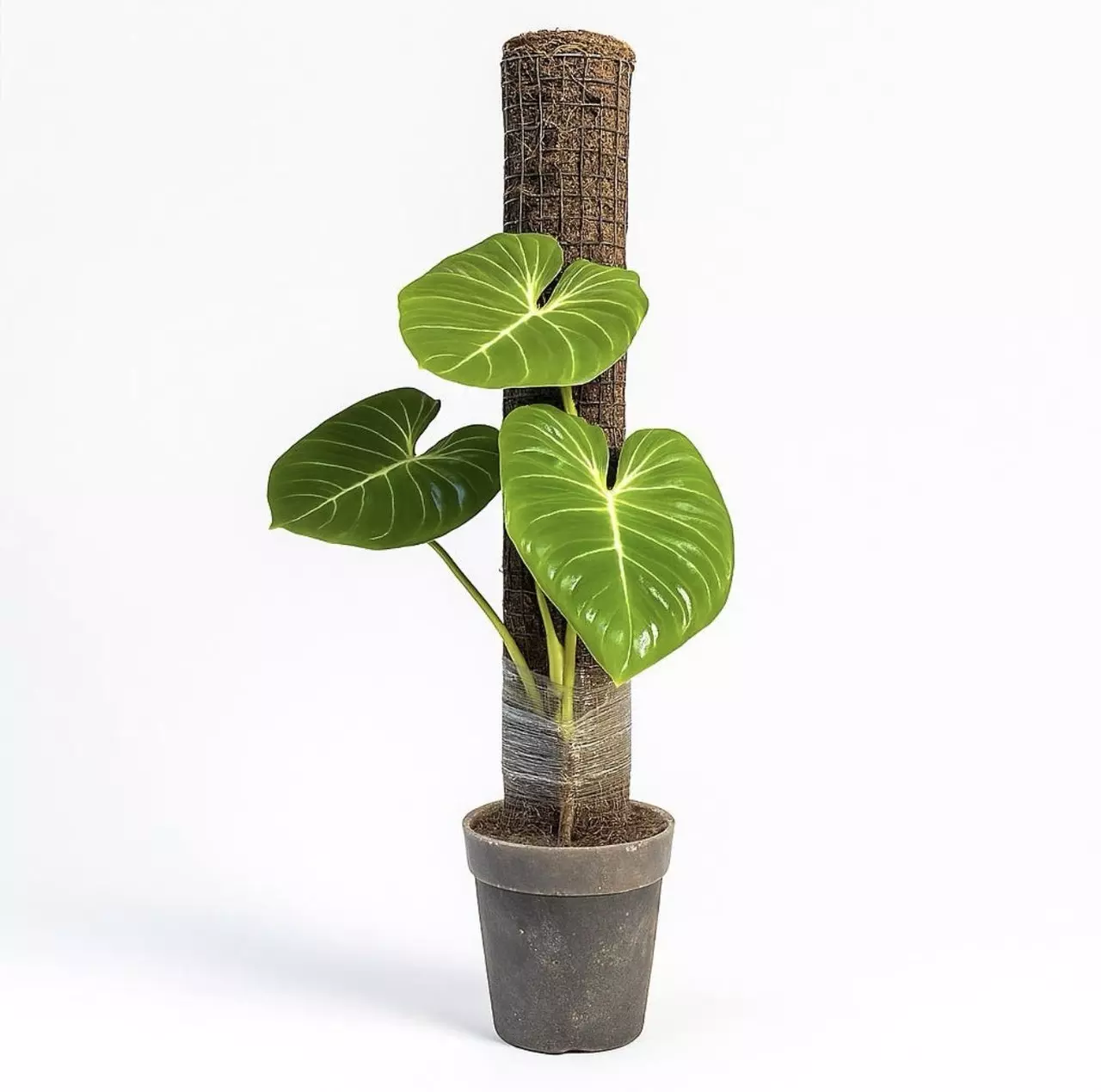 plant/The Skyward Steel Bundle | Buy 4 24" Steel Poles, Get 1 FREE!-0