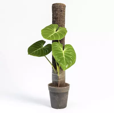 plant/The Skyward Steel Bundle | Buy 4 24" Steel Poles, Get 1 FREE!-0-thumbnail