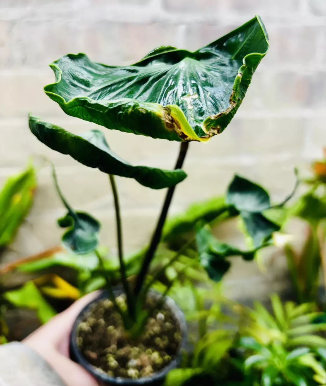 plant/Alocasia Teletubbies-1