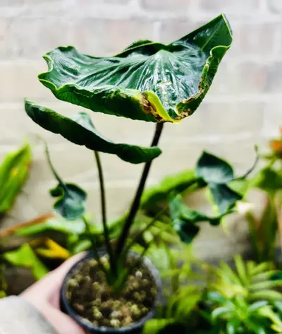 plant/Alocasia Teletubbies-1-thumbnail