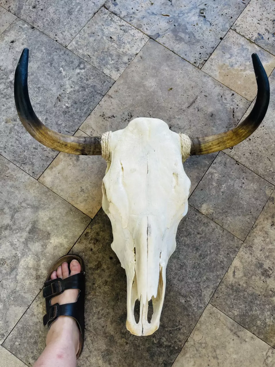 plant/Huge Cow Skull-0