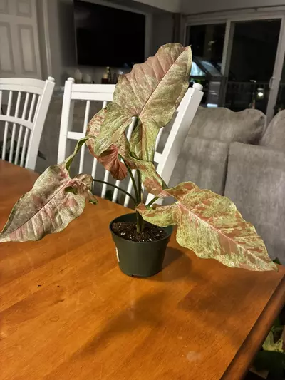 plant/Milk Confetti-0-thumbnail