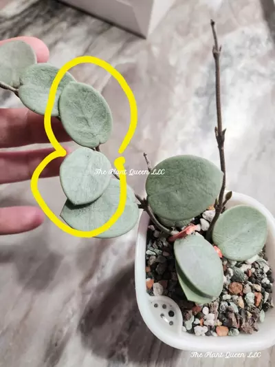 plant/Hoya 'Grey Fairy'-0-thumbnail