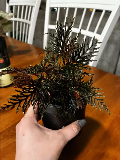 plant/Begonia Bipinnitifida-2-thumbnail