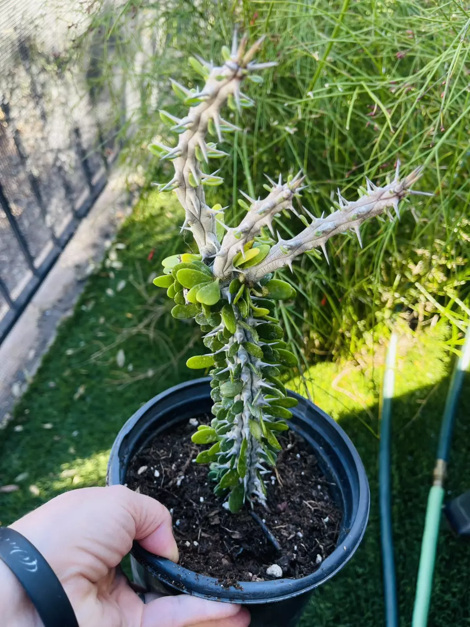 plant/Octillio, gallon size, exact one-1