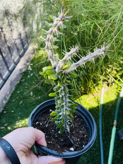 plant/Octillio, gallon size, exact one-1-thumbnail