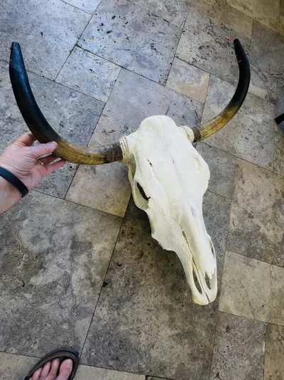 plant/Huge Cow Skull-1-thumbnail