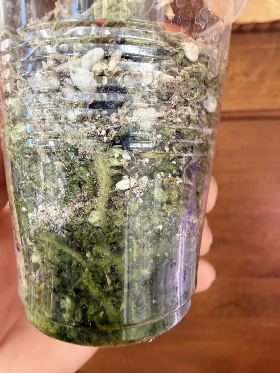 plant/Philodendron Micans Aurea-6