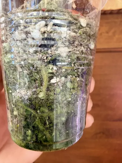 plant/Philodendron Micans Aurea-6-thumbnail