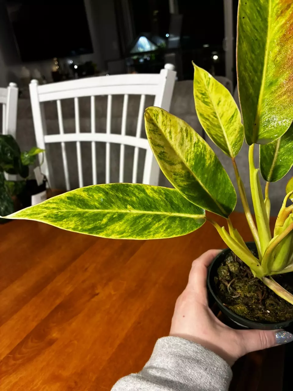 plant/Calkin’s Gold-4