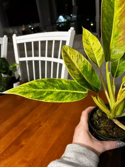 plant/Calkin’s Gold-4-thumbnail