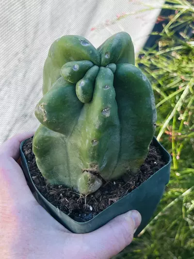 plant/Monstrose Totem Pole Cactus, Medium, 4” pot size-1-thumbnail