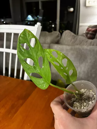 plant/Adansonii Neon-1-thumbnail