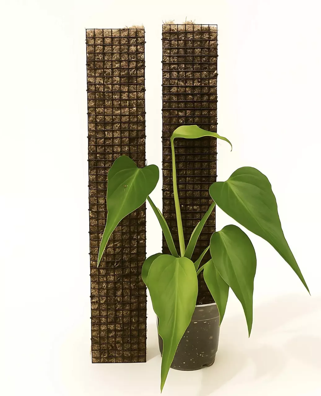 plant/The Ultimate Climber Bundle | Buy 4 24" D-Shape Poles, Get 1 FREE!-0