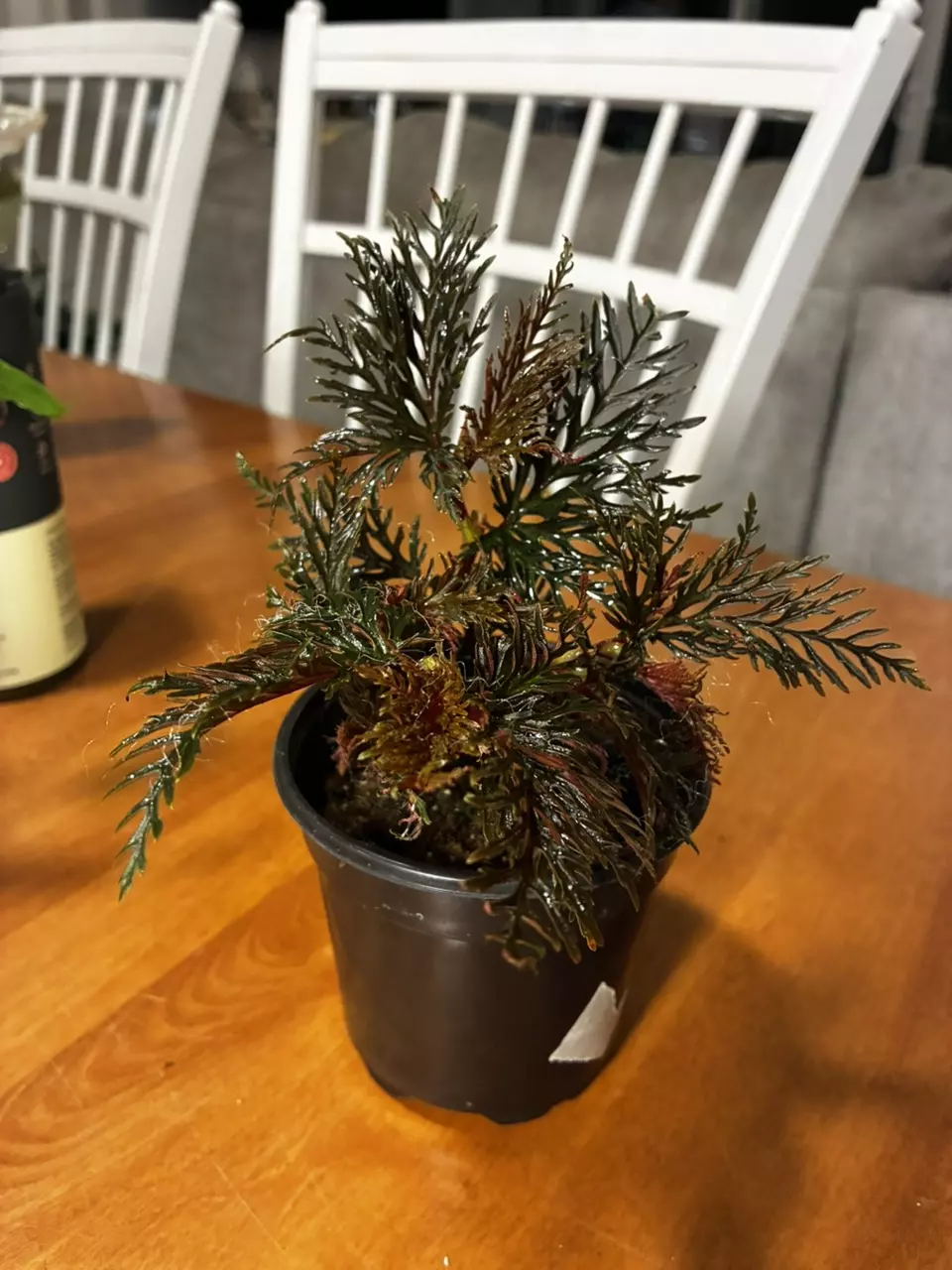 plant/Begonia Bipinnitifida-0