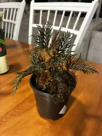 plant/Begonia Bipinnitifida-0-thumbnail