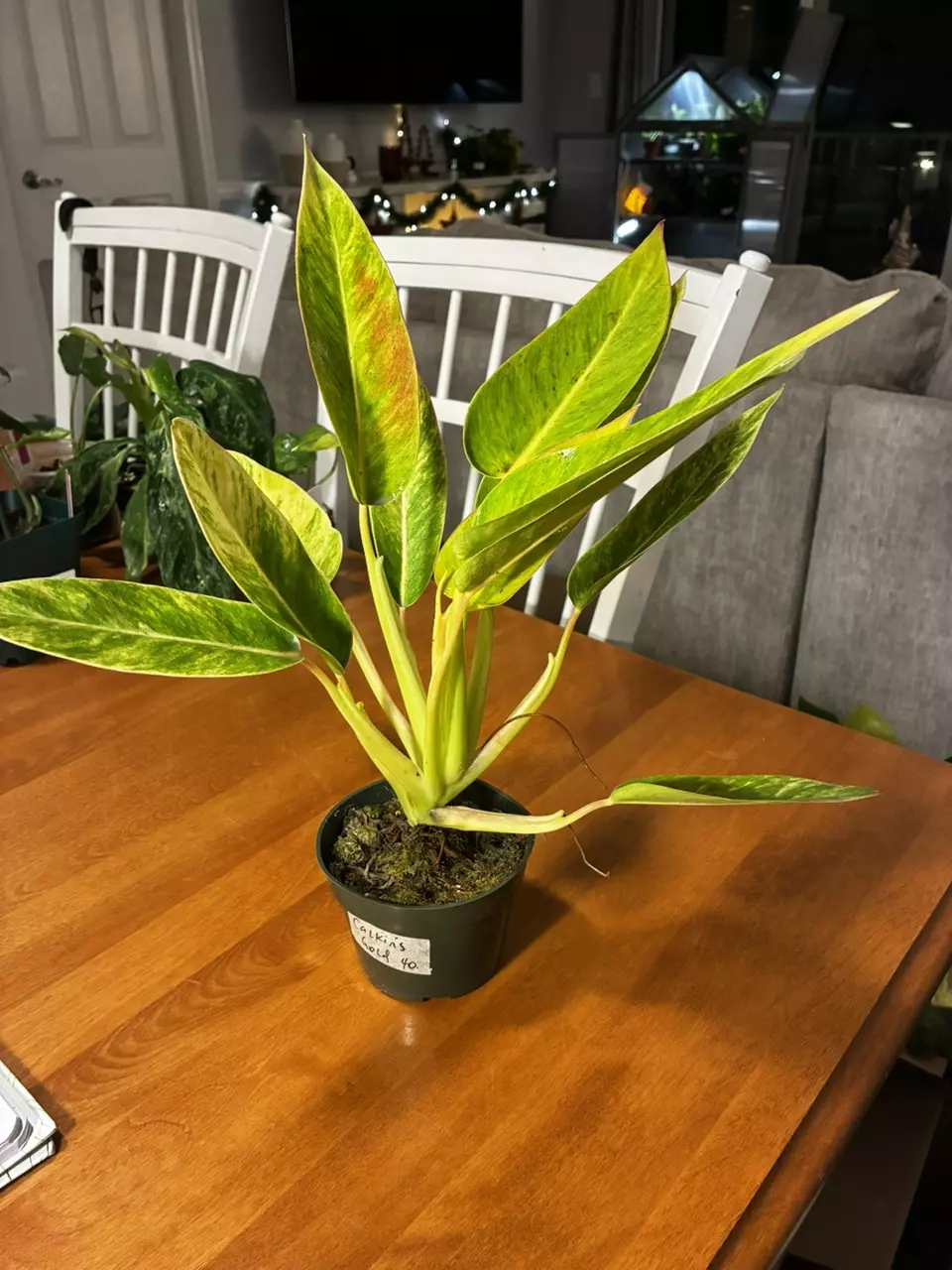 plant/Calkin’s Gold-0