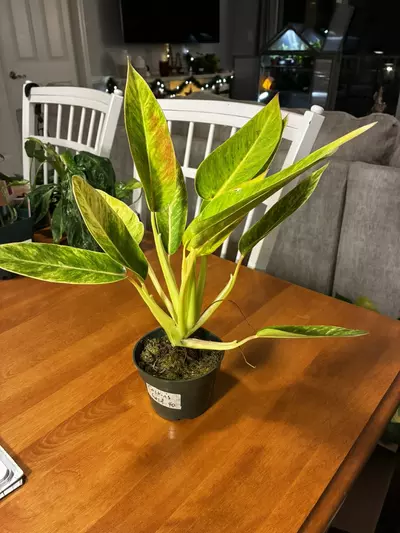 plant/Calkin’s Gold-0-thumbnail