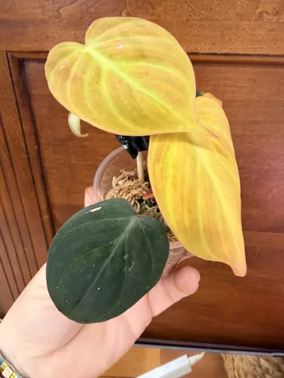 plant/Philodendron Micans Aurea-2-thumbnail