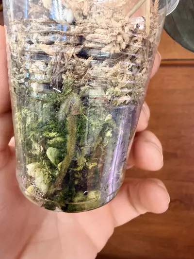 plant/Philodendron Micans Aurea-5-thumbnail