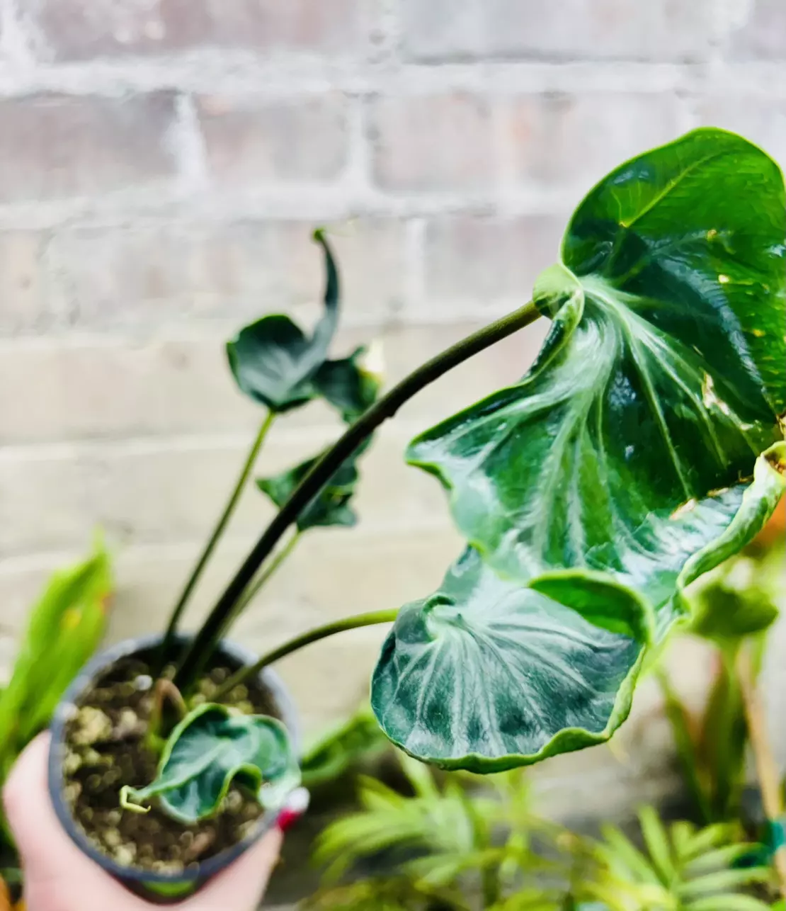 plant/Alocasia Teletubbies-0