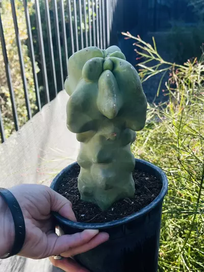 plant/Monstrose Totem Pole Cactus, Large, Gallon size-0-thumbnail