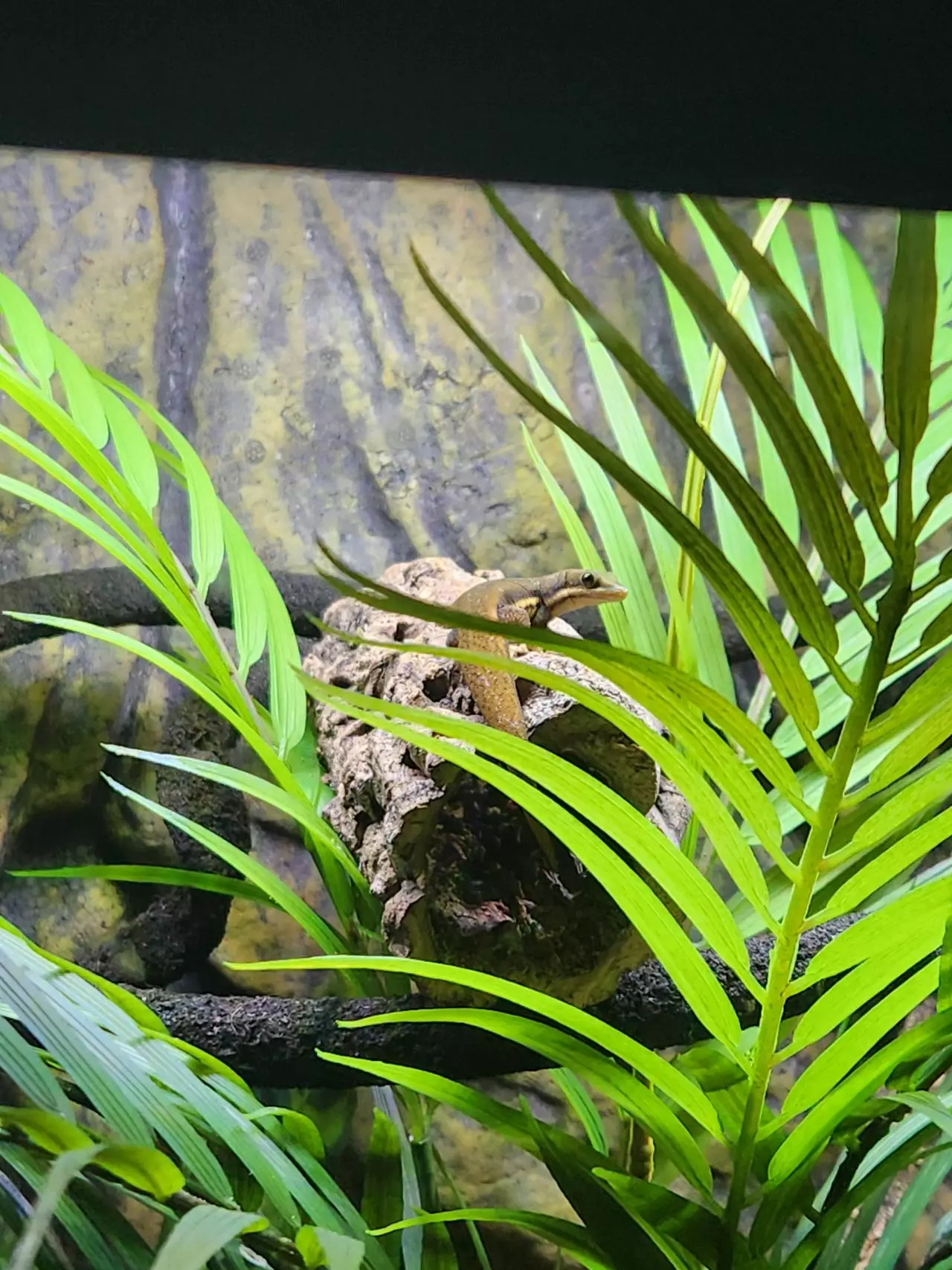 plant/RTB pair lined day geckos-5