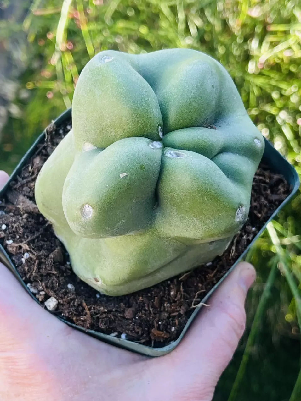 plant/Monstrose Totem Pole Cactus, Small, 4” pot size-1