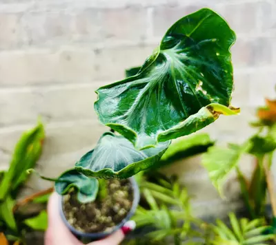 plant/Alocasia Teletubbies-2-thumbnail