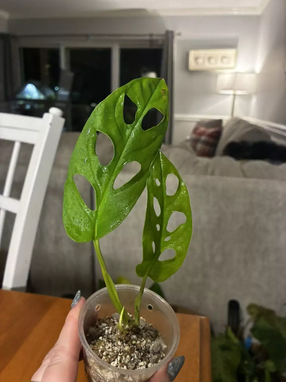 plant/Adansonii Neon-0