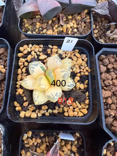 plant/Bundle for 032 and 013-1-thumbnail