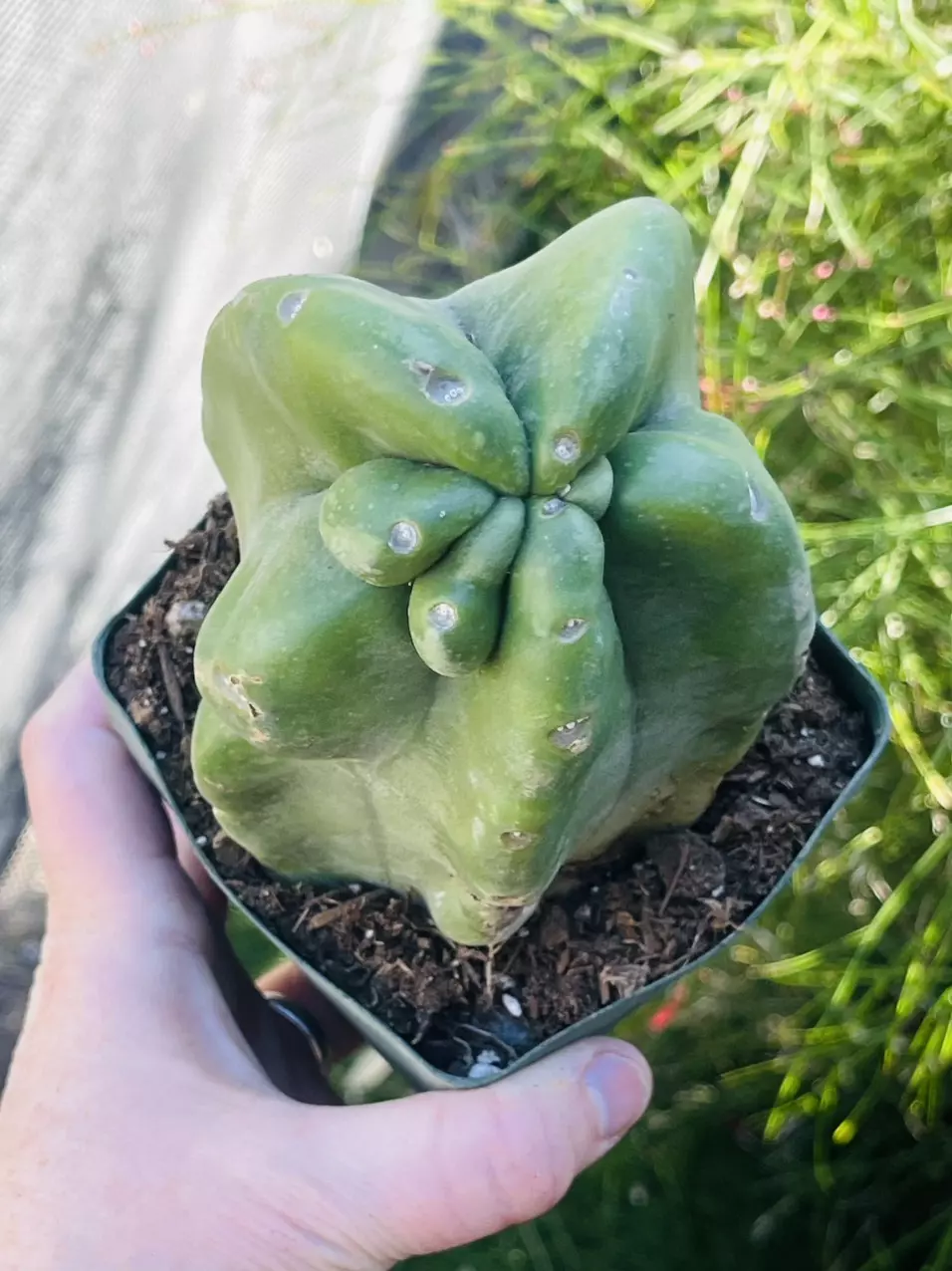 plant/Monstrose Totem Pole Cactus, Medium, 4” pot size-0