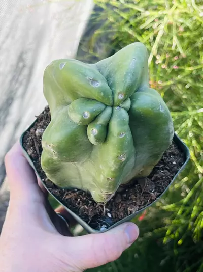 plant/Monstrose Totem Pole Cactus, Medium, 4” pot size-0-thumbnail