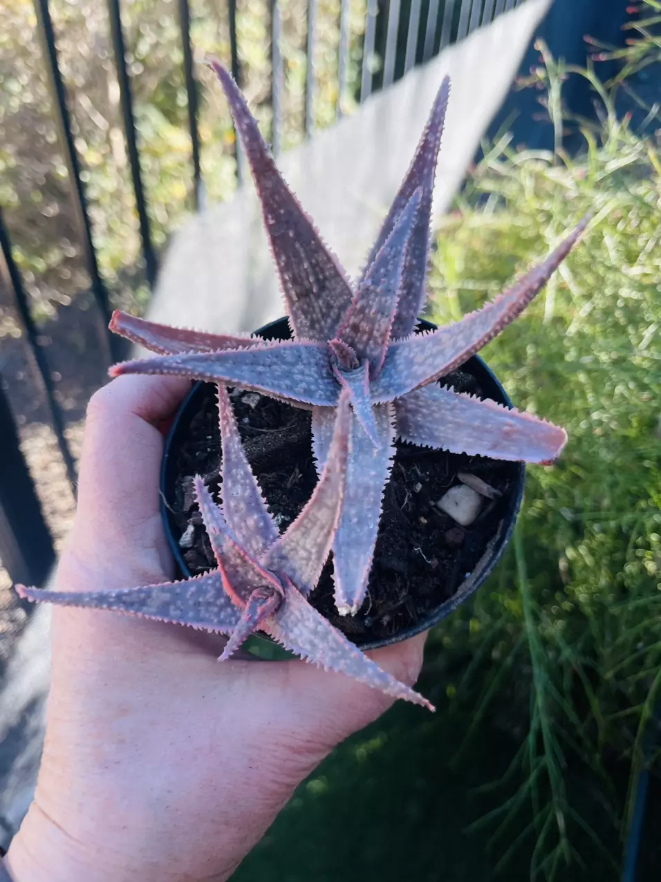 plant/Aloe Donnie, 3” GC-0