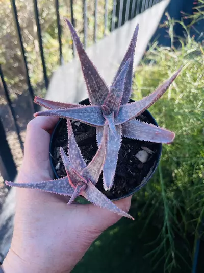 plant/Aloe Donnie, 3” GC-0-thumbnail