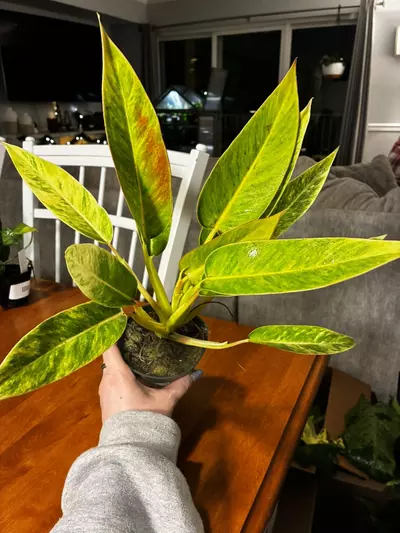 plant/Calkin’s Gold-1-thumbnail