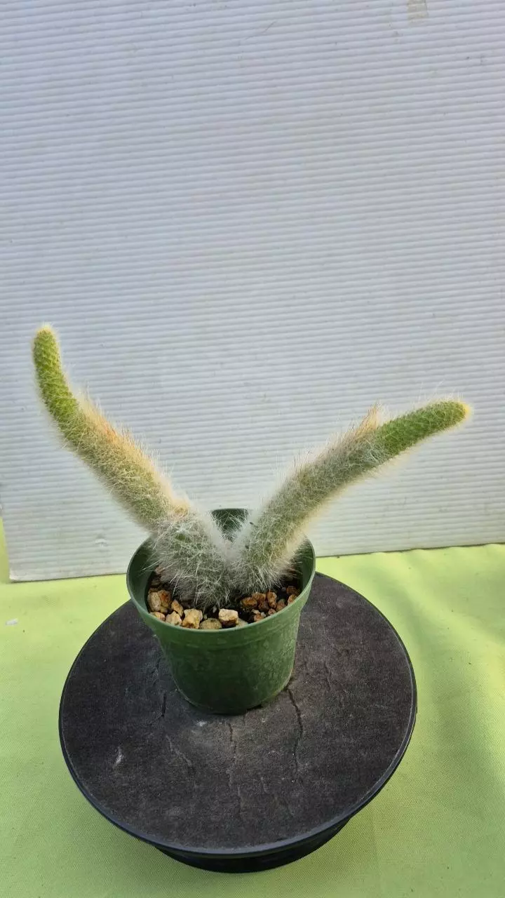 plant/D6 Monkey tail-0