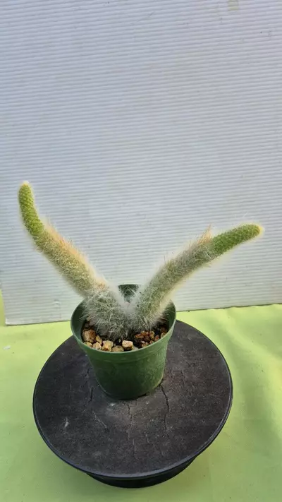 plant/D6 Monkey tail-0-thumbnail