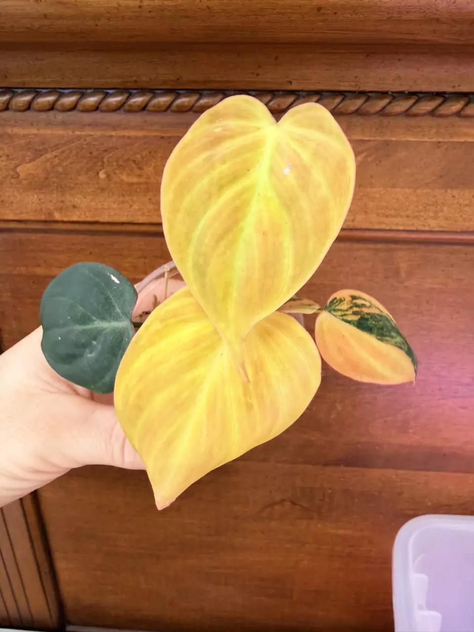 plant/Philodendron Micans Aurea-0
